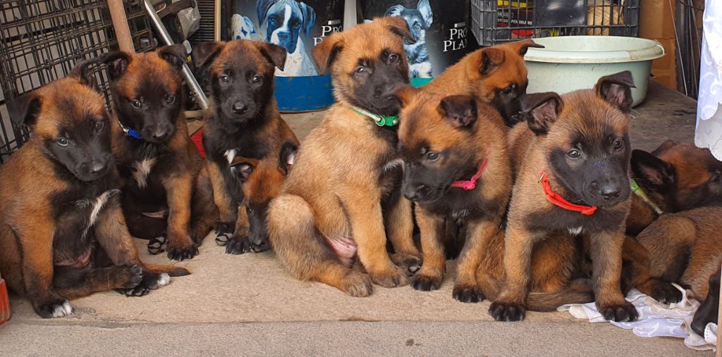 chiot Berger Belge Du Perleon De Bresquejouls